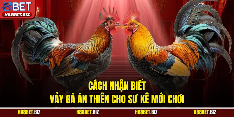 Cách nhận biết vảy gà án thiên cho sư kê mới chơi