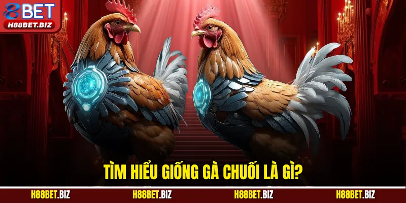 Tìm hiểu giống gà chuối là gì?